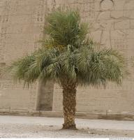 Photo Reference of Palm Tree0005